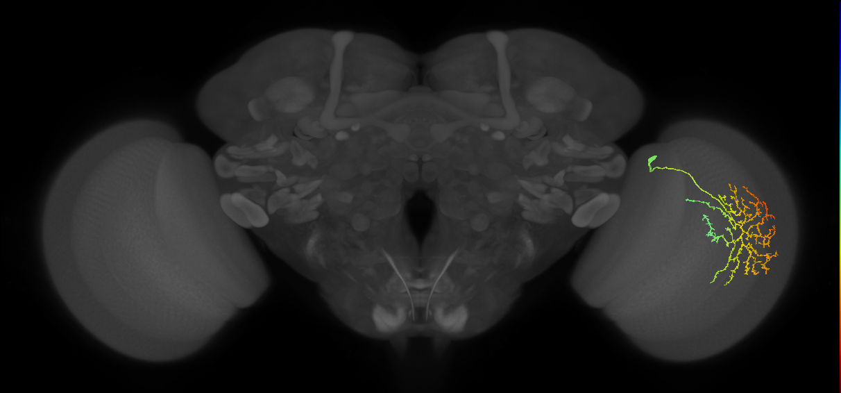 Cm21_R (JRC_OpticLobe:34337)