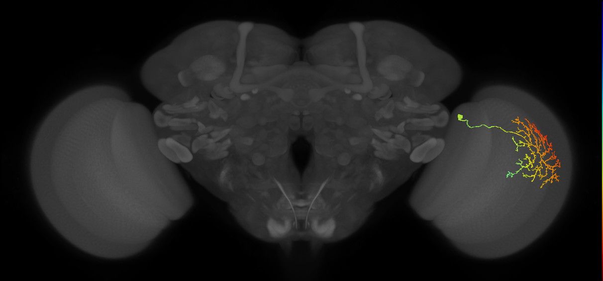 Cm21_R (JRC_OpticLobe:33850)