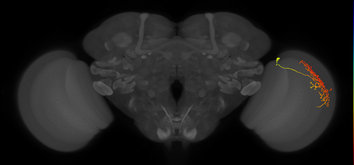 Cm21_R (JRC_OpticLobe:34153)