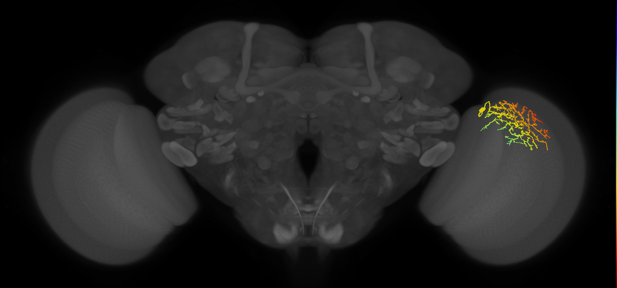 Cm21_R (JRC_OpticLobe:36833)