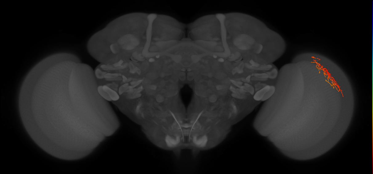 Cm22_R (JRC_OpticLobe:73150)