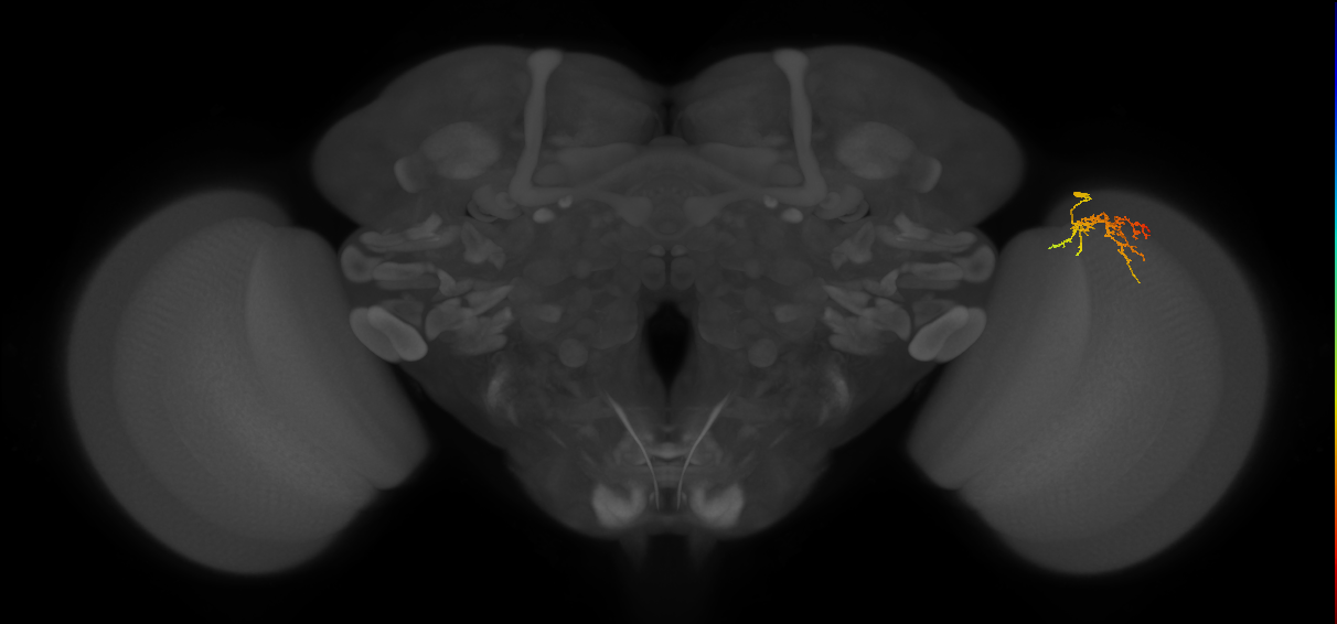 Cm22_R (JRC_OpticLobe:98852)