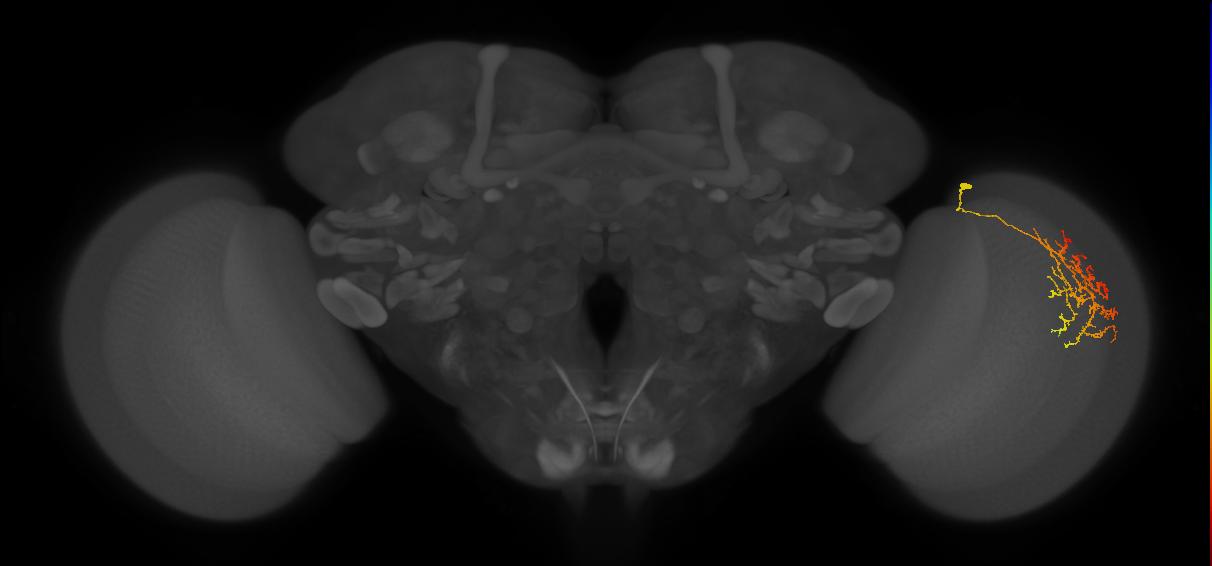 Cm22_R (JRC_OpticLobe:48260)