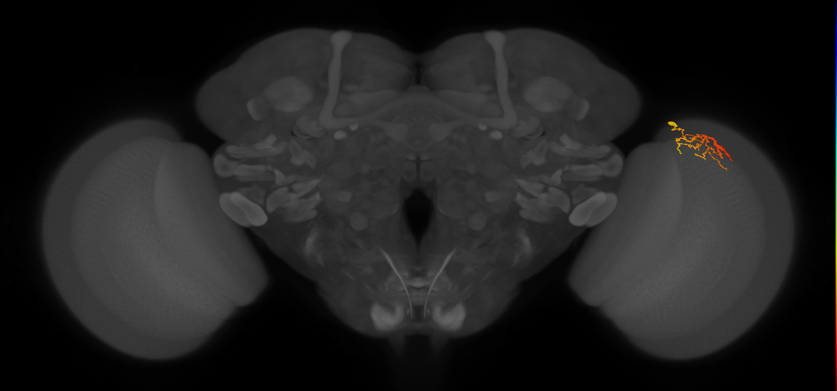 Cm22_R (JRC_OpticLobe:136303)