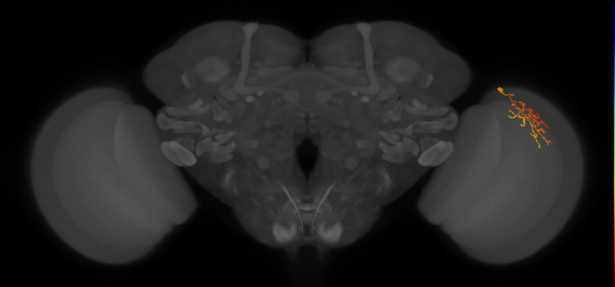 Cm22_R (JRC_OpticLobe:84696)