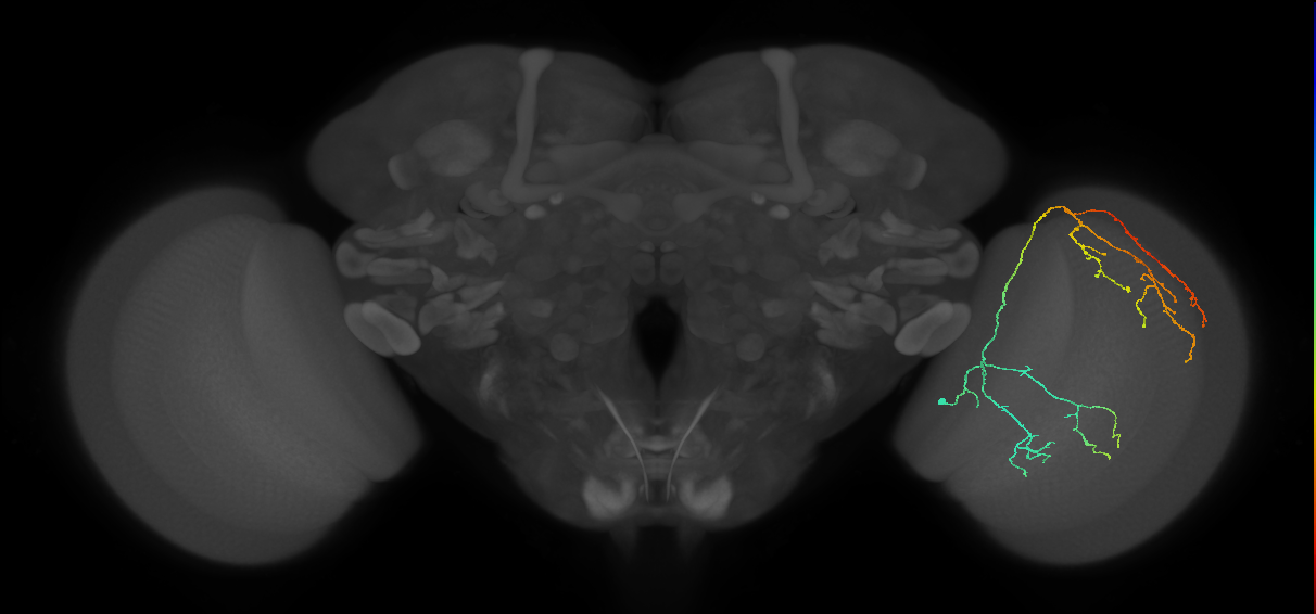Cm23_R (JRC_OpticLobe:31890)