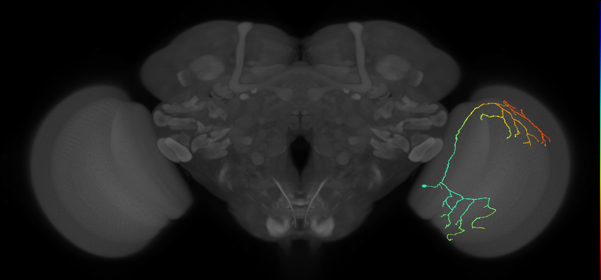 Cm23_R (JRC_OpticLobe:31600)