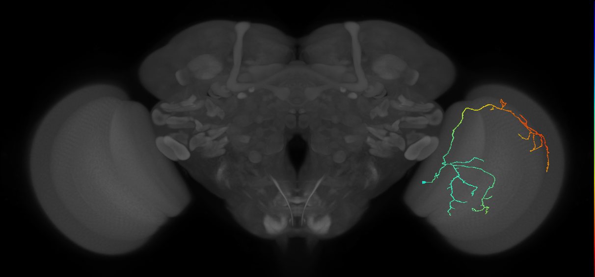 Cm23_R (JRC_OpticLobe:36498)