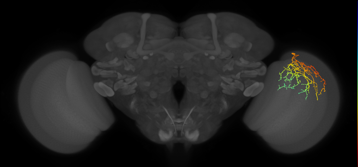 Cm27_R (JRC_OpticLobe:31395)