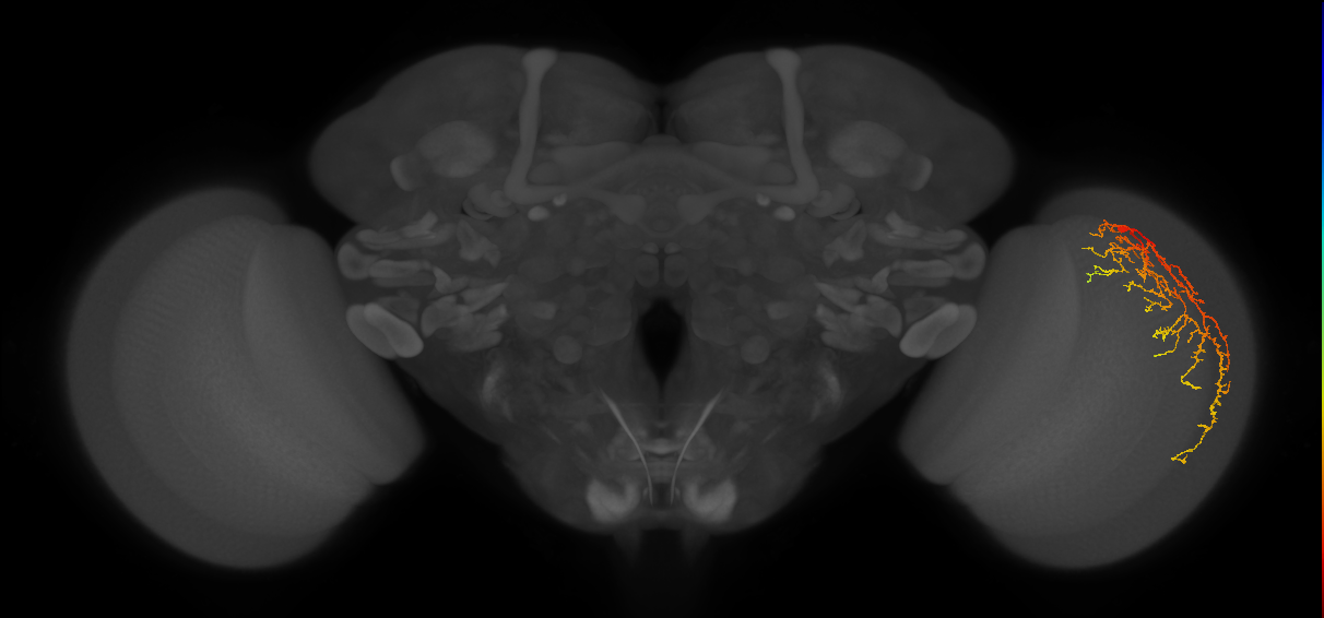 Cm27_R (JRC_OpticLobe:35251)