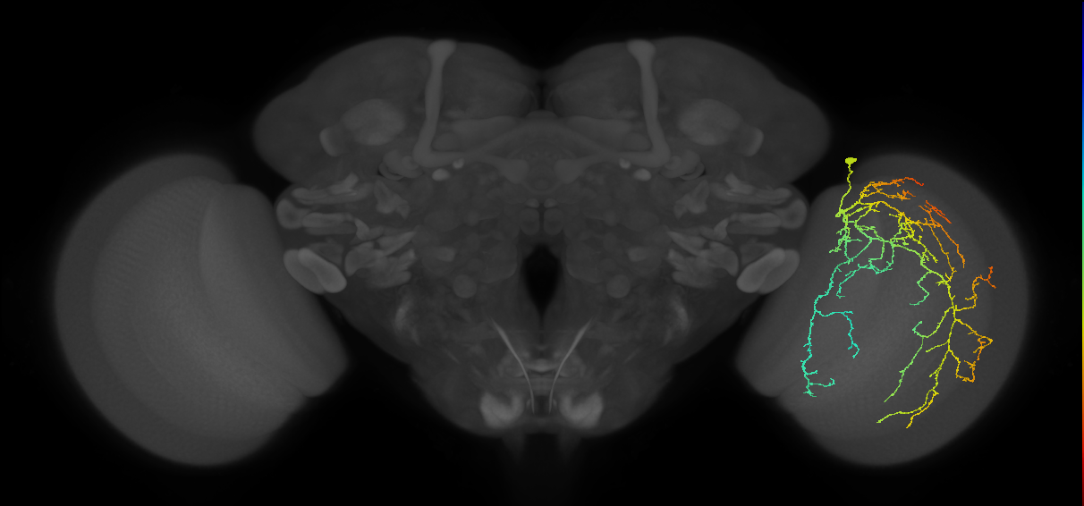 Cm28_R (JRC_OpticLobe:20091)