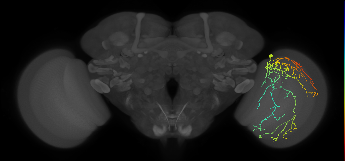 Cm28_R (JRC_OpticLobe:18322)