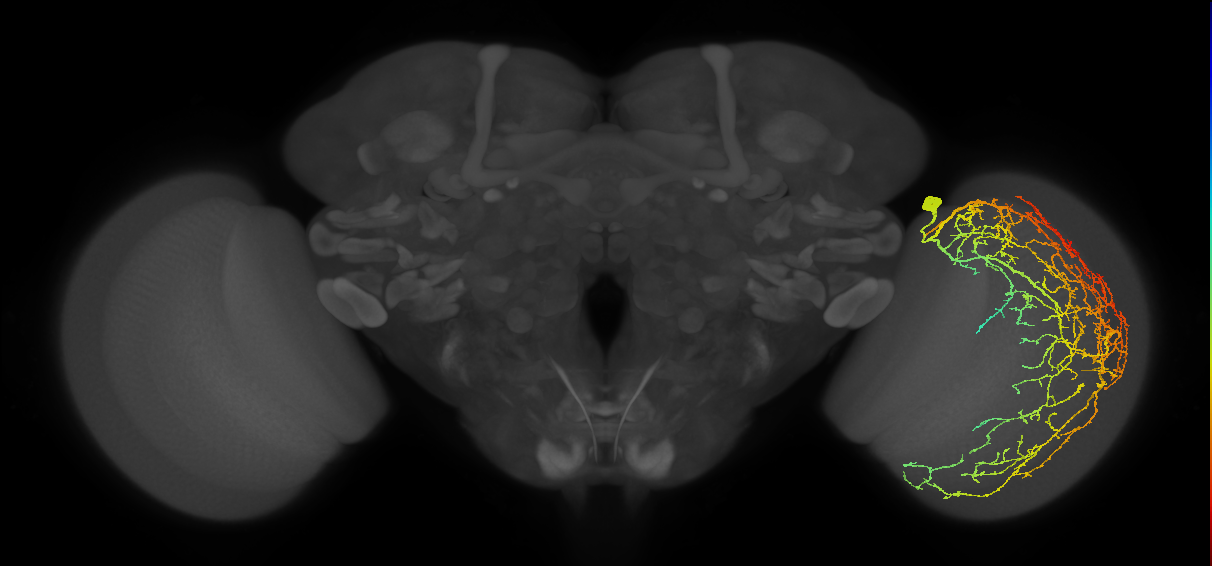 Cm28_R (JRC_OpticLobe:13802)