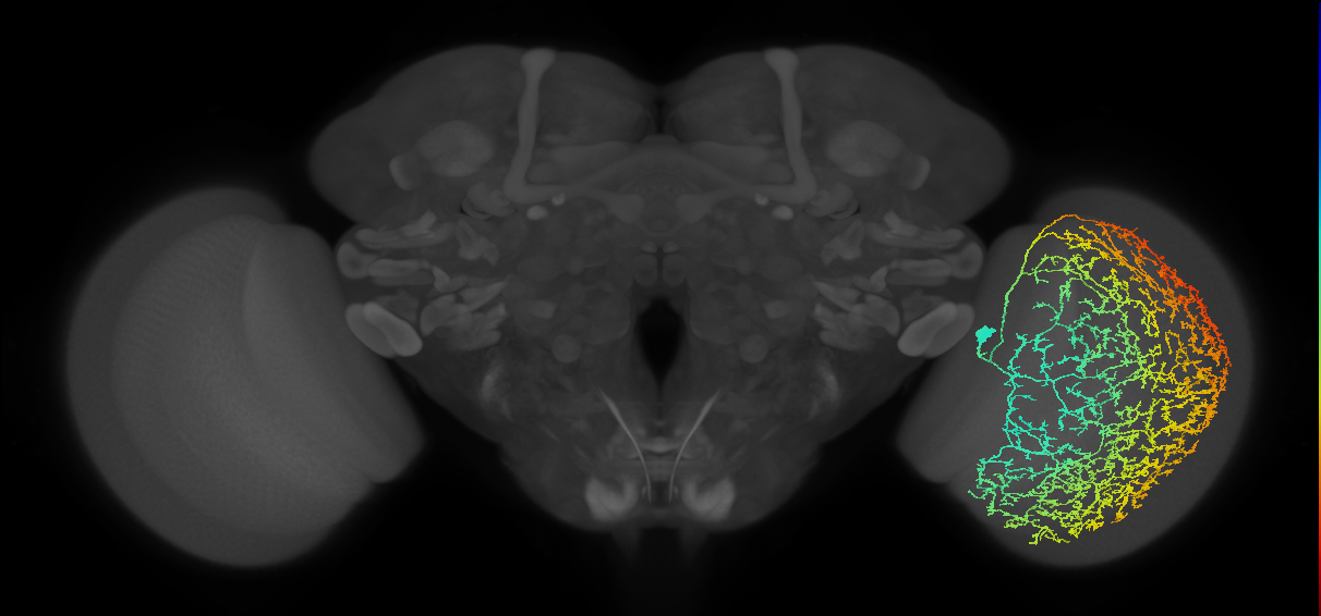 Cm29_R (JRC_OpticLobe:13113)