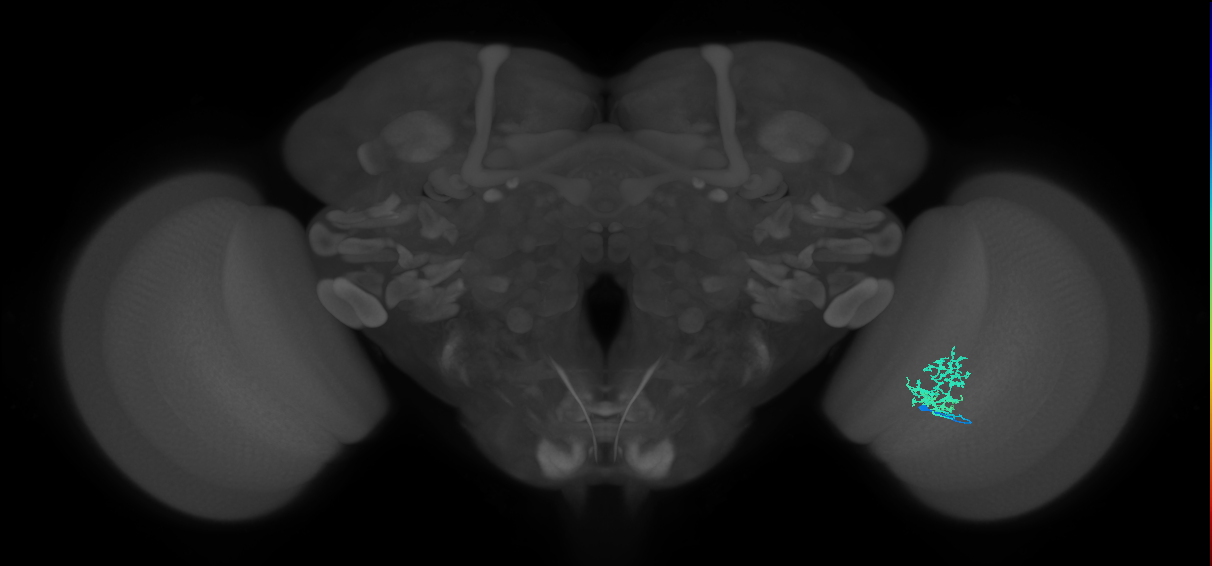 Cm3_R (JRC_OpticLobe:77308)