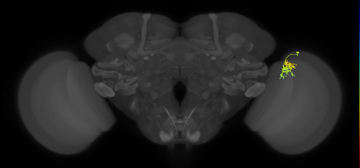 Cm3_R (JRC_OpticLobe:72798)