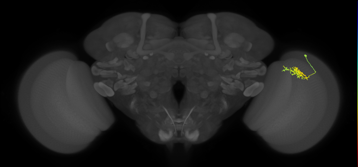 Cm3_R (JRC_OpticLobe:67261)