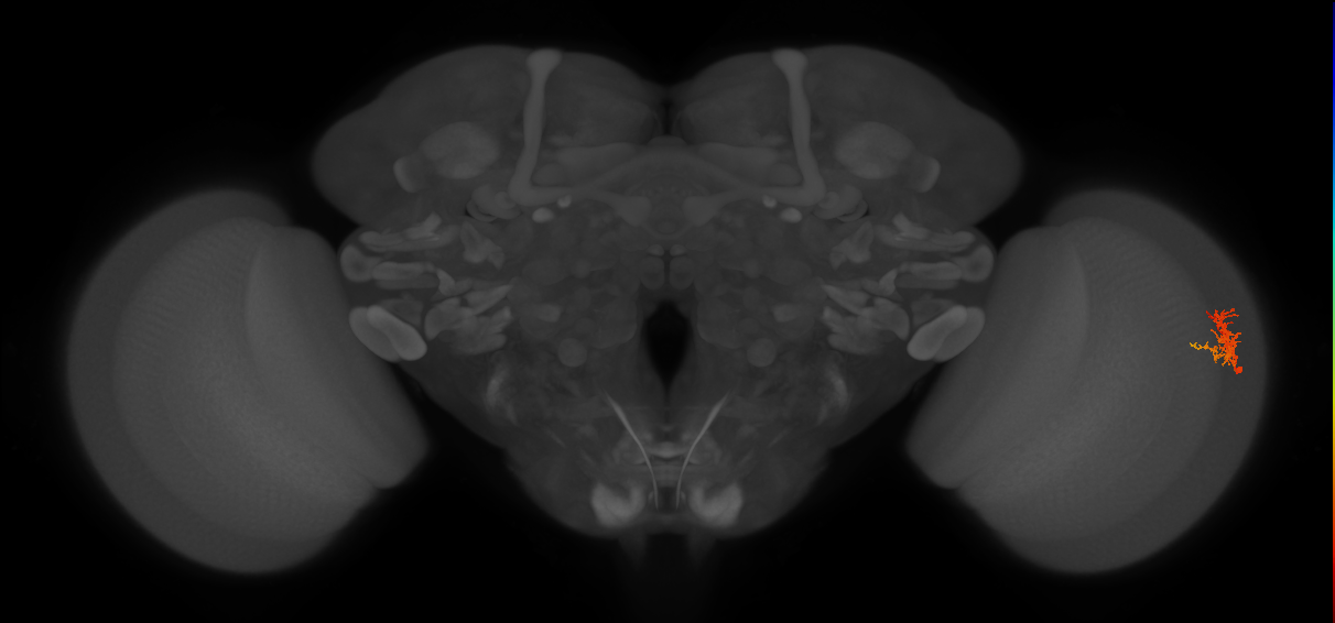 Cm3_R (JRC_OpticLobe:66692)