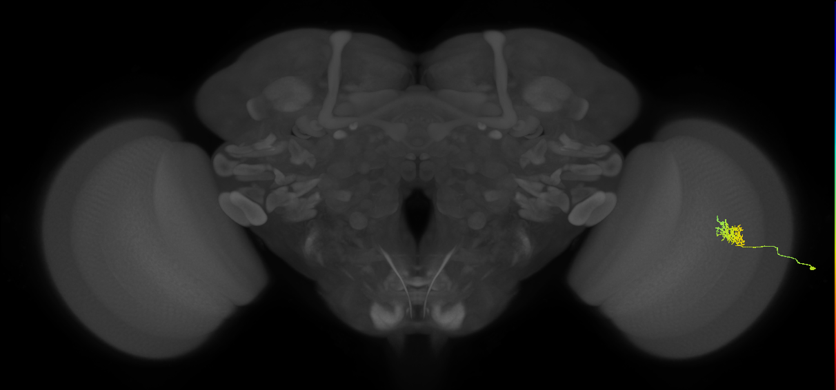 Cm3_R (JRC_OpticLobe:71425)