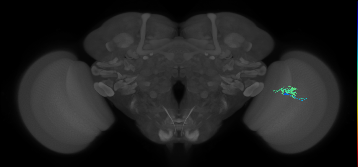 Cm3_R (JRC_OpticLobe:76549)