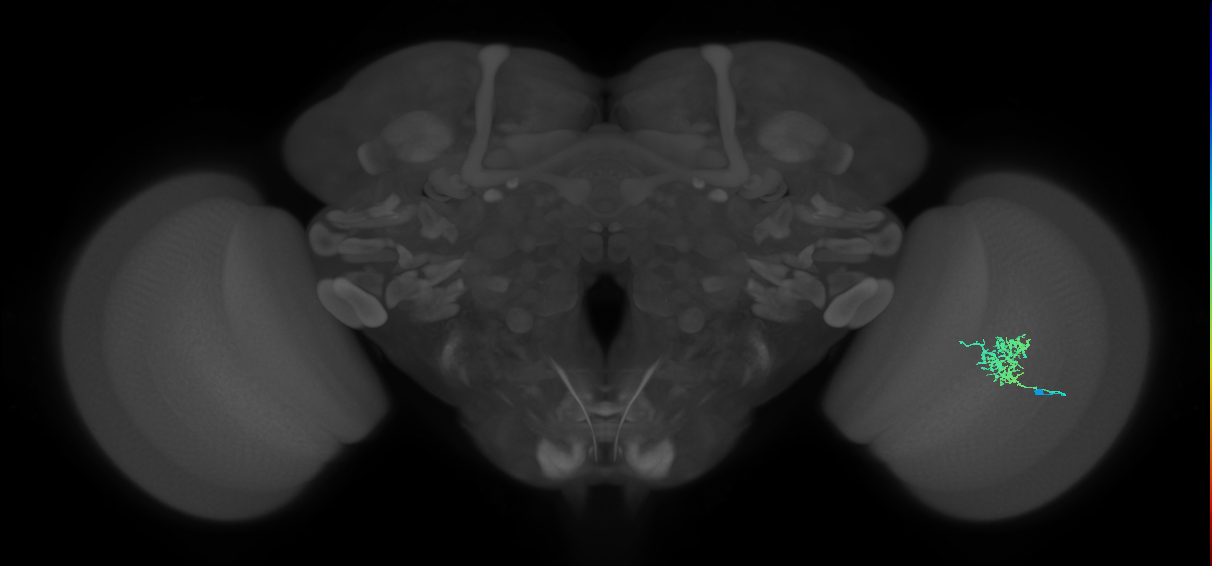 Cm3_R (JRC_OpticLobe:71156)