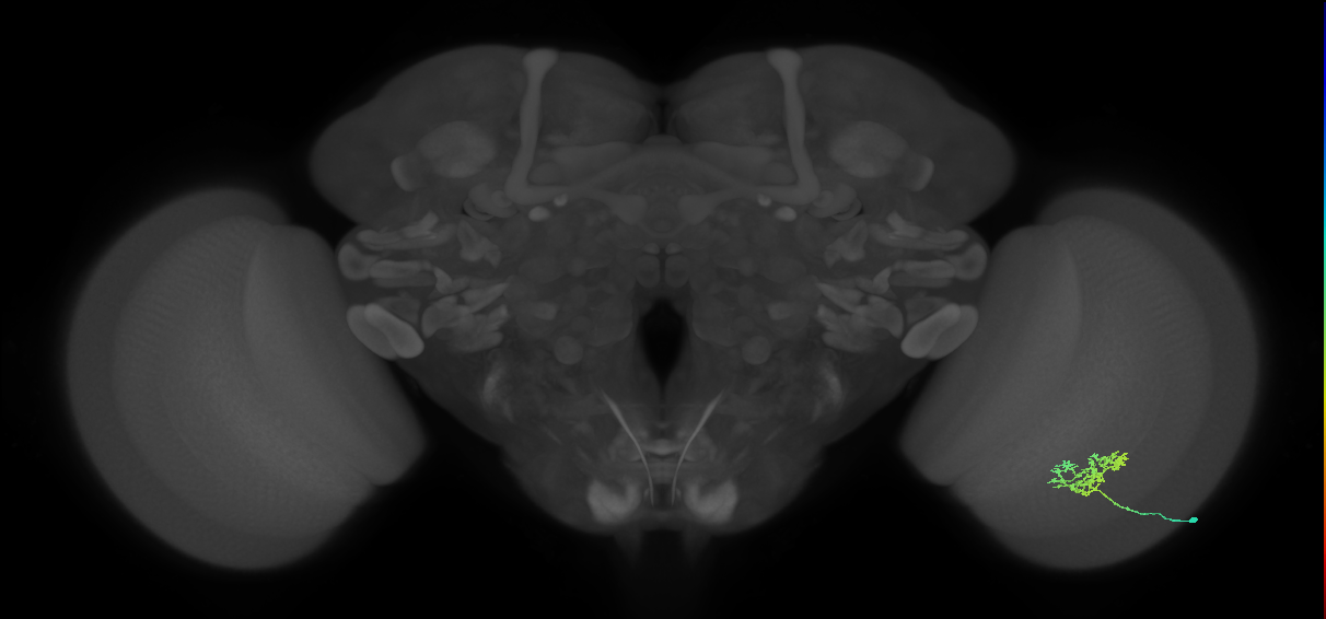Cm3_R (JRC_OpticLobe:70302)