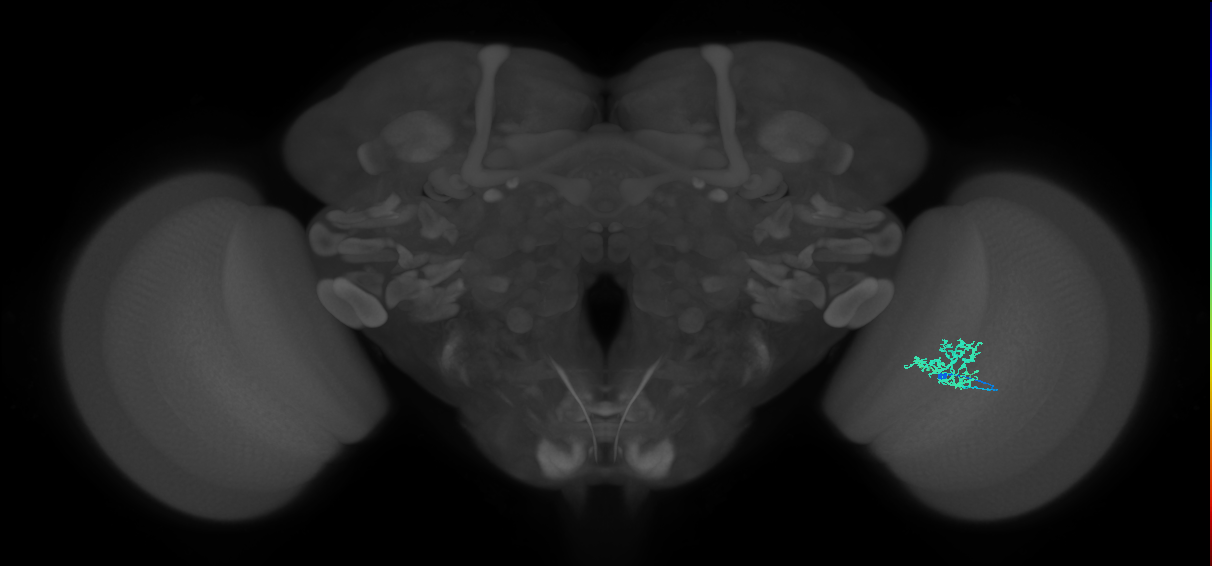 Cm3_R (JRC_OpticLobe:83679)
