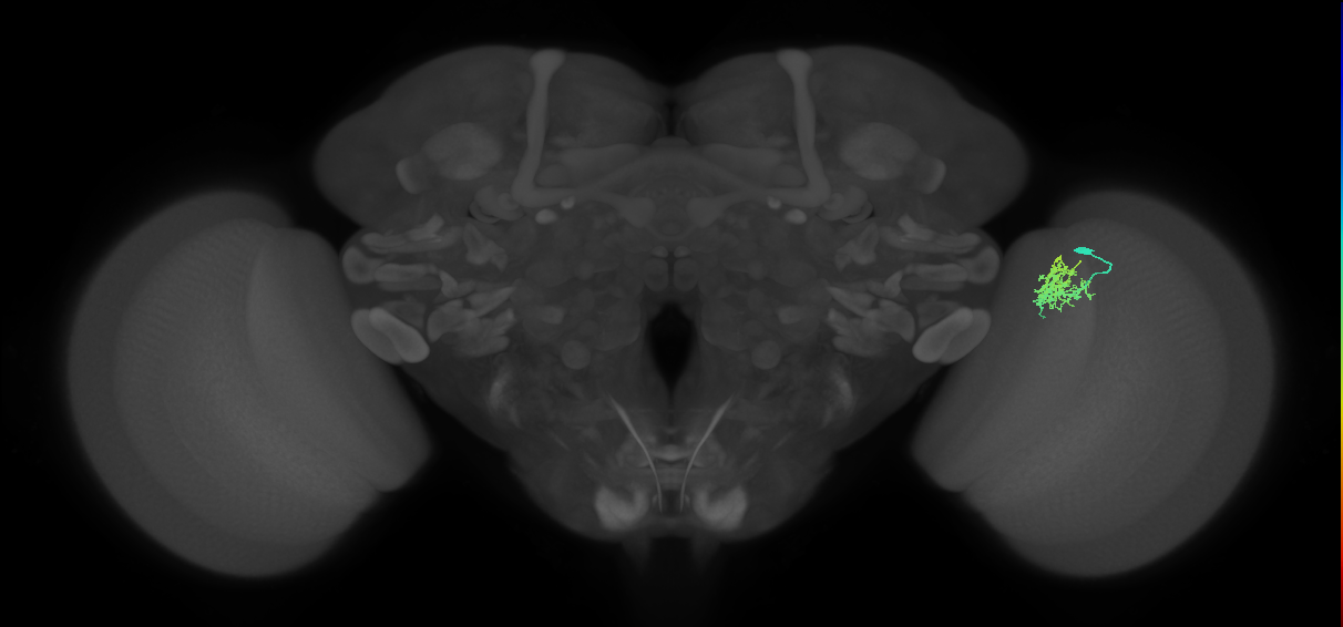 Cm3_R (JRC_OpticLobe:81796)