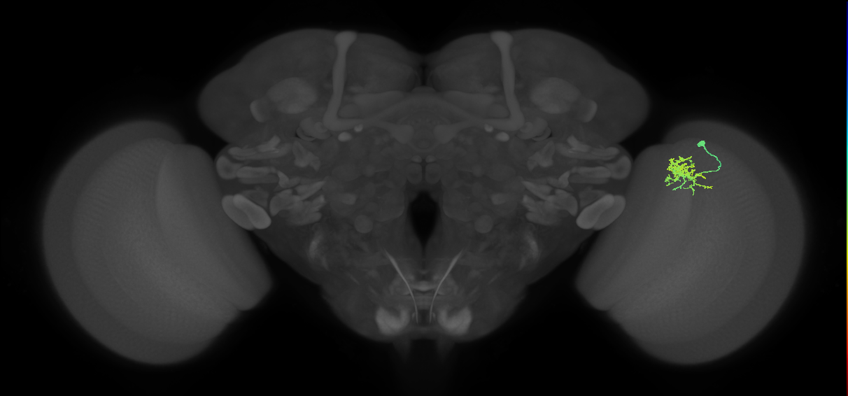 Cm3_R (JRC_OpticLobe:71380)