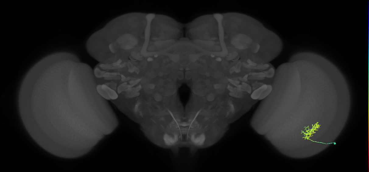 Cm3_R (JRC_OpticLobe:56394)