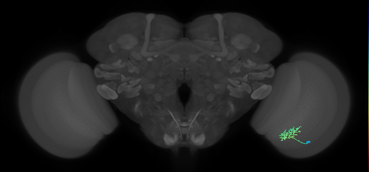Cm3_R (JRC_OpticLobe:67655)