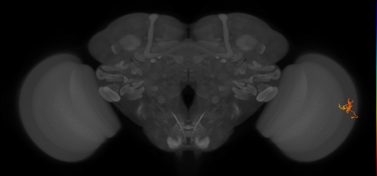 Cm3_R (JRC_OpticLobe:92486)