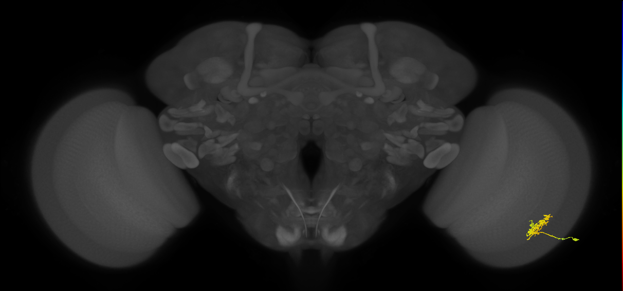 Cm3_R (JRC_OpticLobe:69032)
