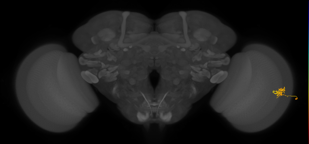 Cm3_R (JRC_OpticLobe:81436)