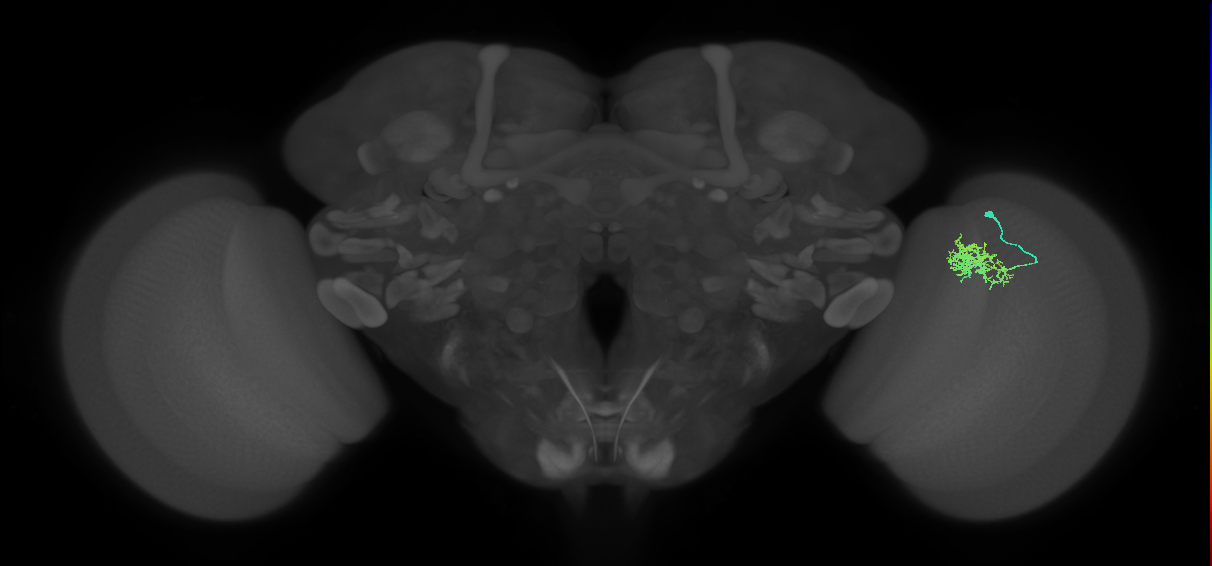 Cm3_R (JRC_OpticLobe:82738)