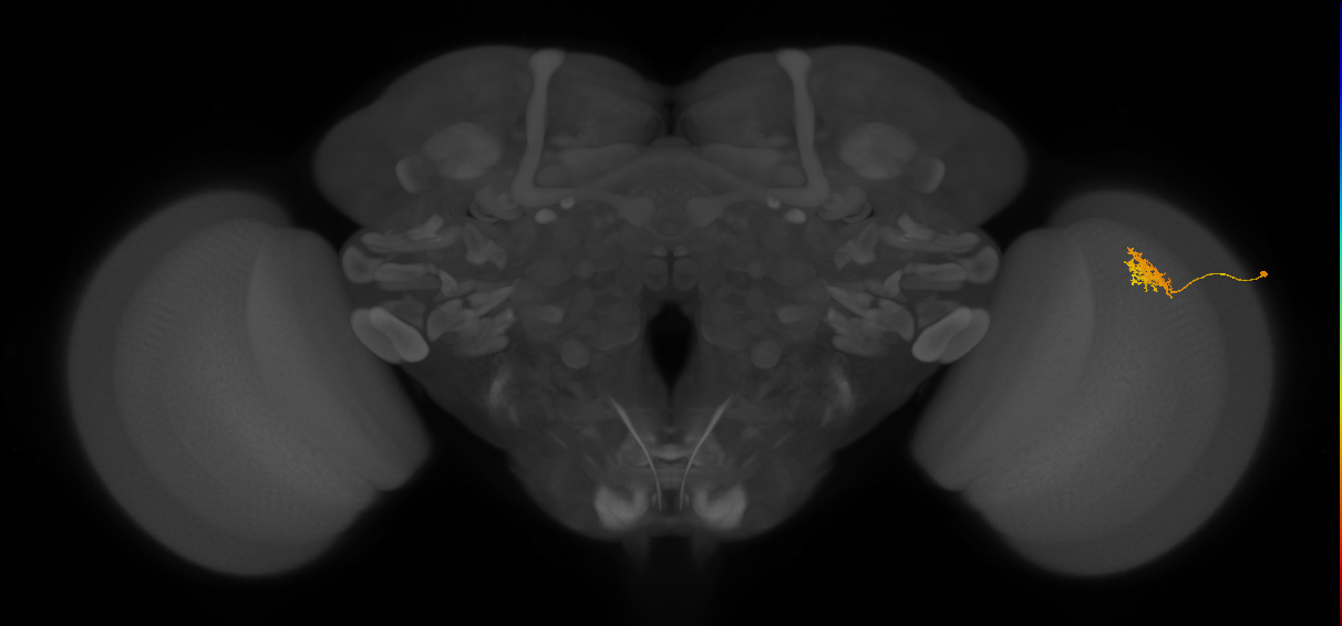 Cm3_R (JRC_OpticLobe:73862)