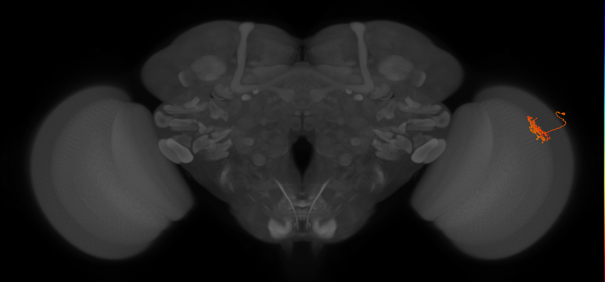Cm3_R (JRC_OpticLobe:65779)