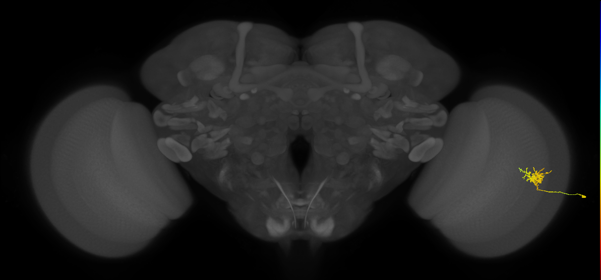 Cm3_R (JRC_OpticLobe:79069)