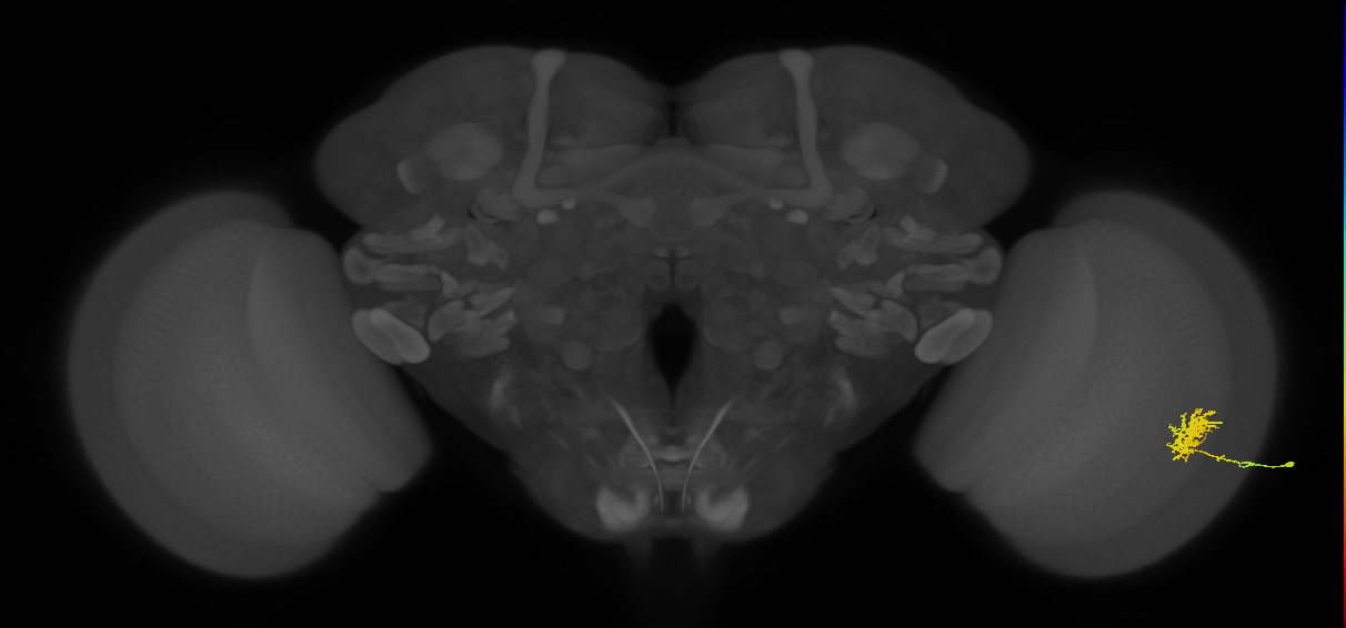 Cm3_R (JRC_OpticLobe:84695)