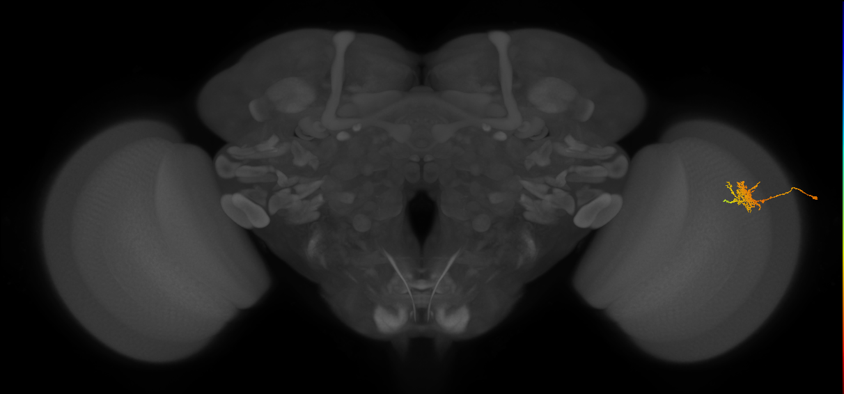 Cm3_R (JRC_OpticLobe:71882)