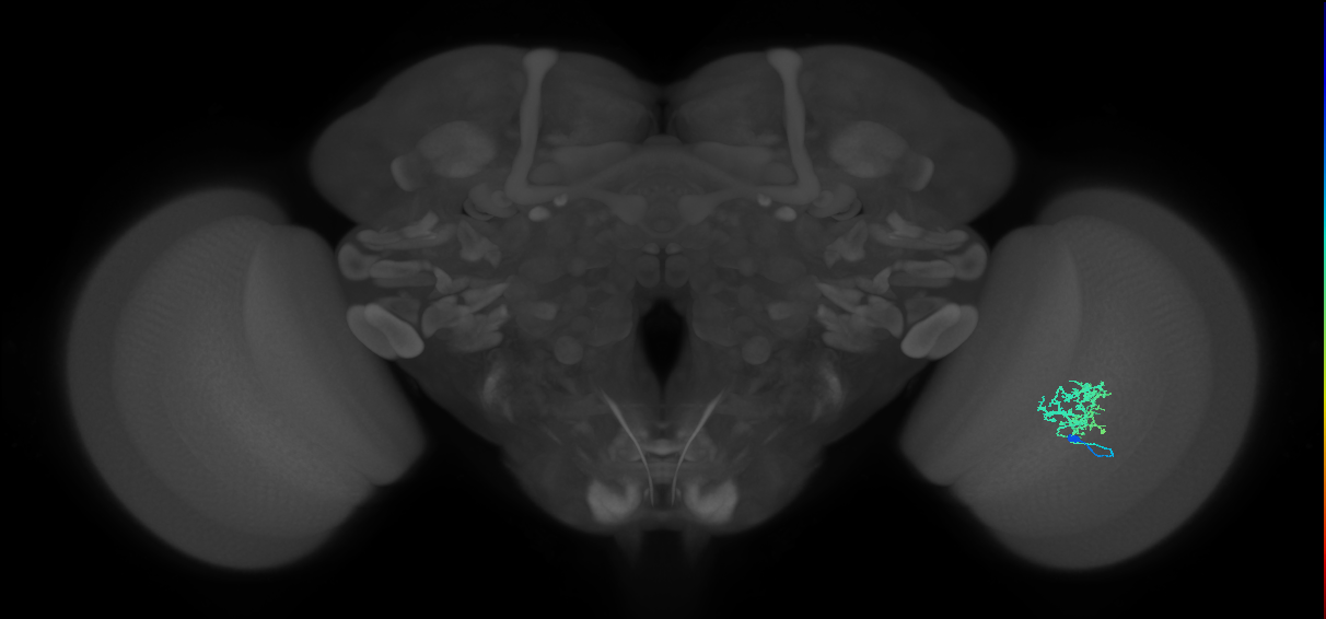Cm3_R (JRC_OpticLobe:63272)