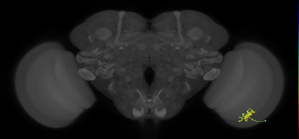 Cm3_R (JRC_OpticLobe:66775)