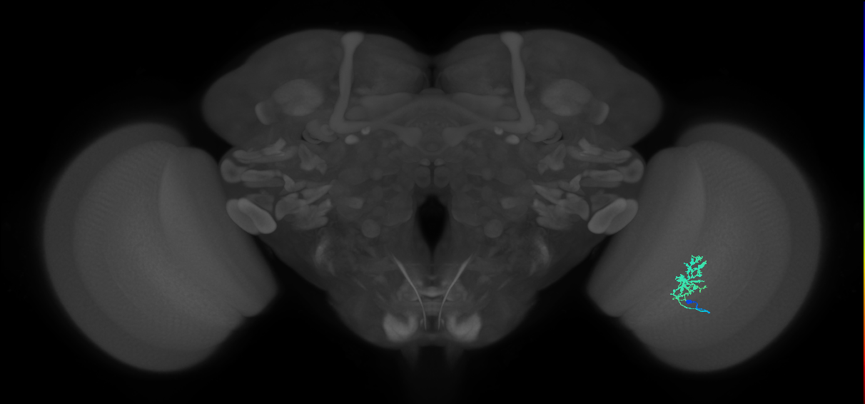 Cm3_R (JRC_OpticLobe:87054)