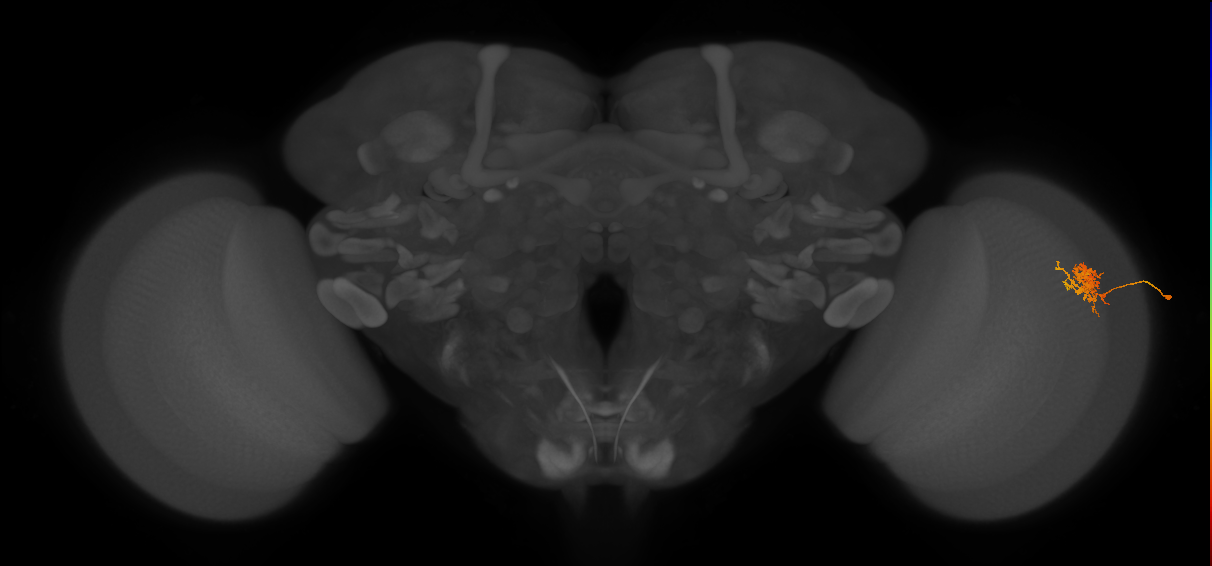 Cm3_R (JRC_OpticLobe:63222)