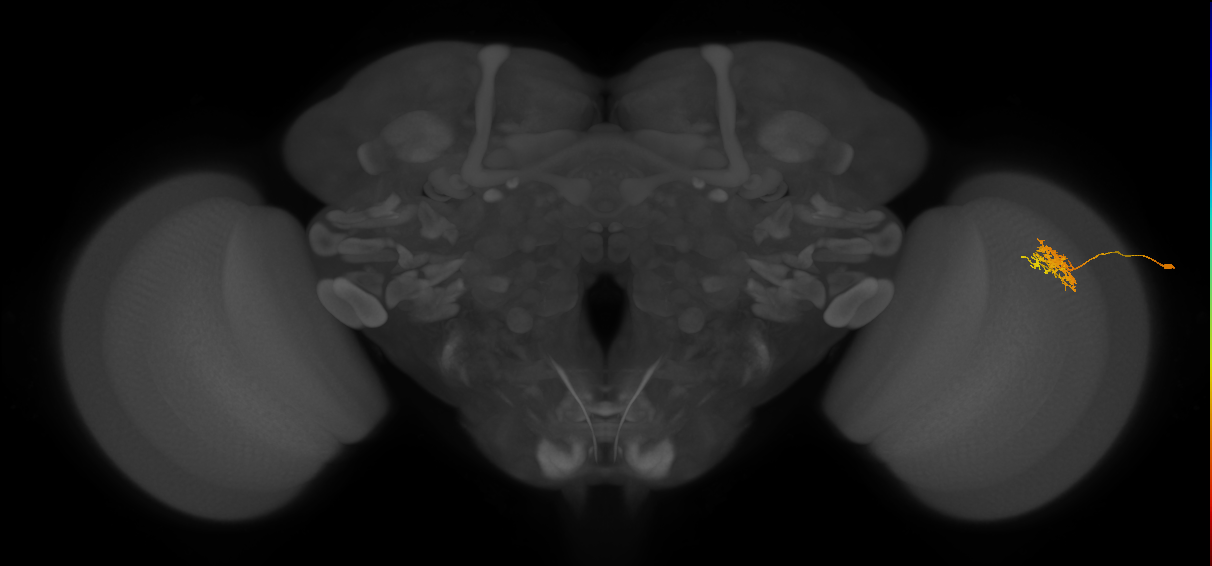 Cm3_R (JRC_OpticLobe:68822)