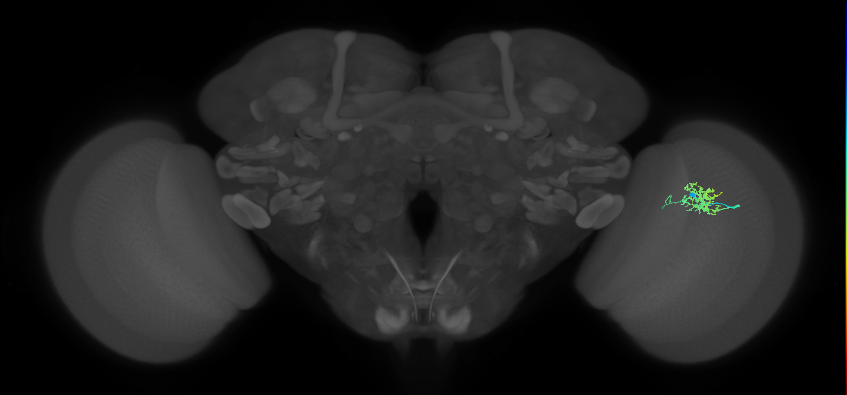 Cm3_R (JRC_OpticLobe:82302)