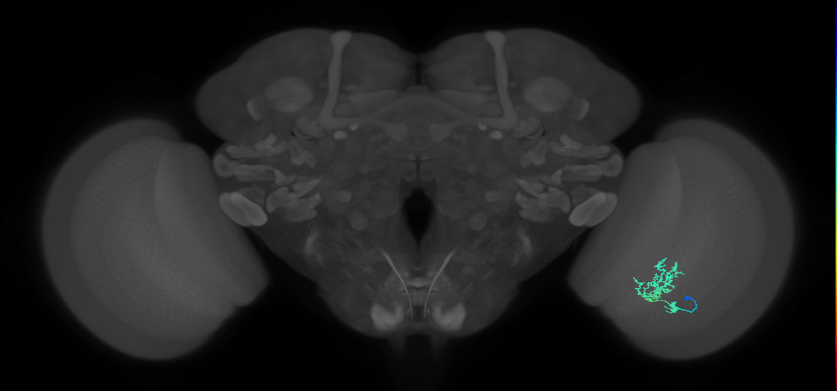 Cm3_R (JRC_OpticLobe:70613)