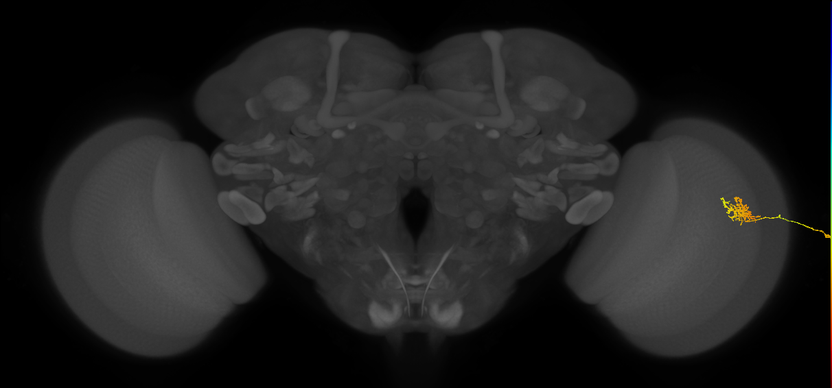 Cm3_R (JRC_OpticLobe:71566)