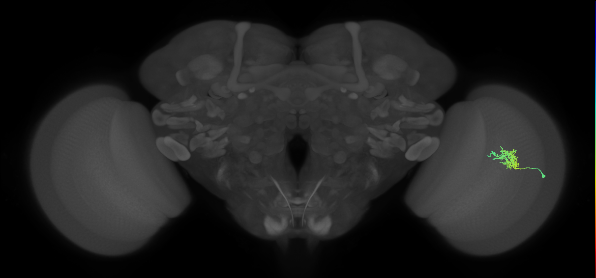 Cm3_R (JRC_OpticLobe:74529)