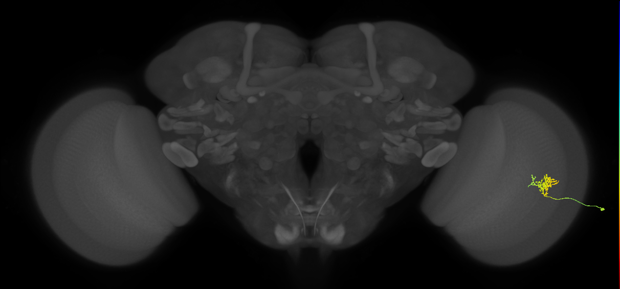 Cm3_R (JRC_OpticLobe:63279)